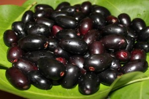 Benefits of Java Plum