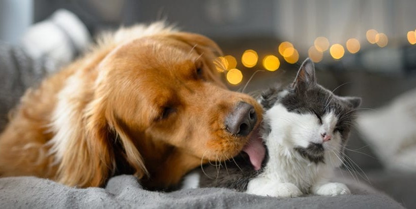 Aromatherapy for Cats and Dogs