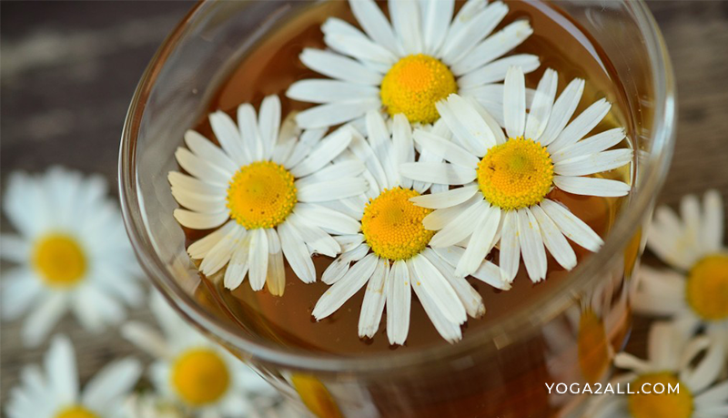 Chamomile Oil