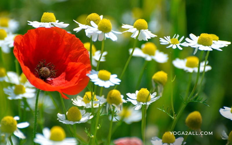 Flowers for mind and body