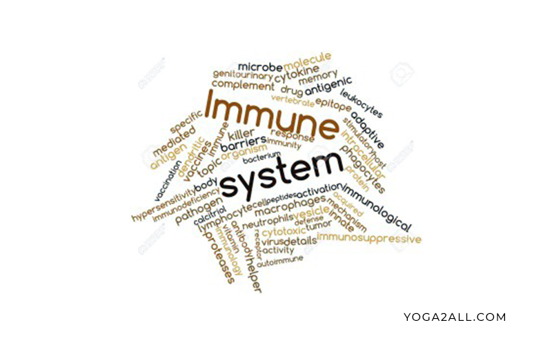 Strengthen your immune system