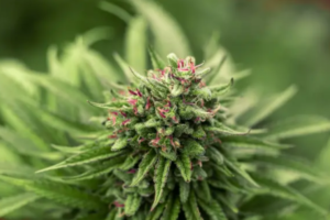 Best CBD Flowers to choose in UK