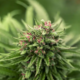 Best CBD Flowers to choose in UK