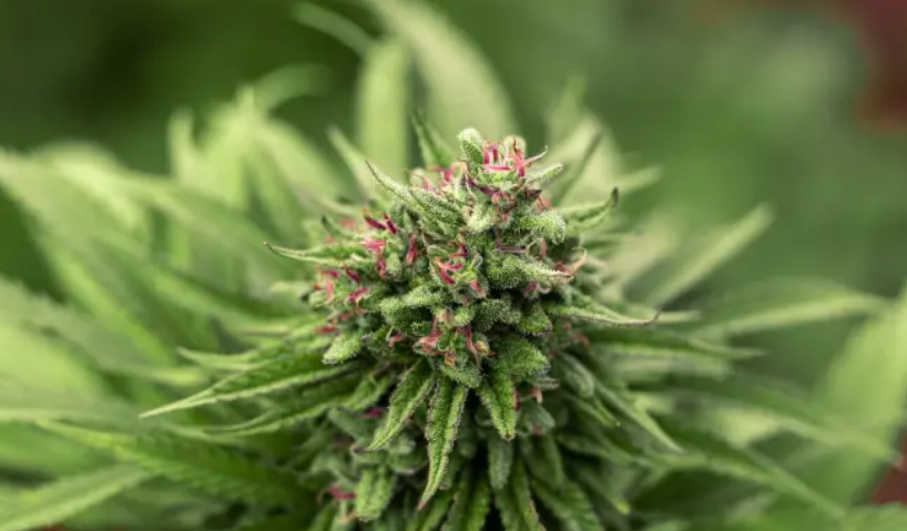 Best CBD Flowers to choose in UK