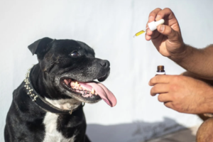 CBD oil for pets