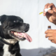 CBD oil for pets