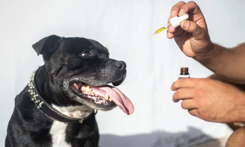 CBD oil for pets