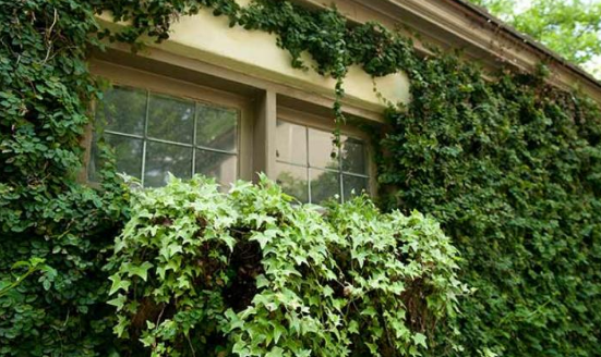 English Ivy Plant