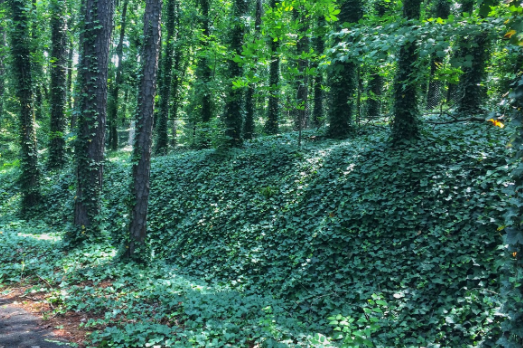 English Ivy Plants