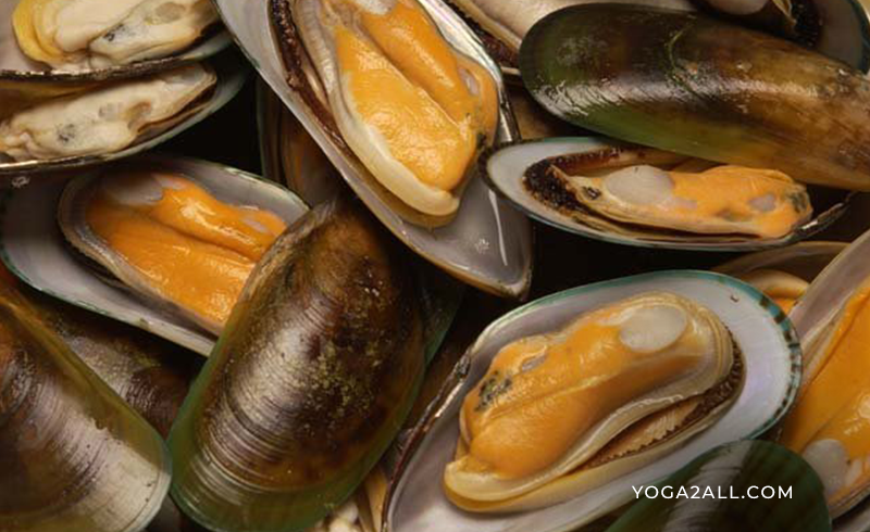 Green lipped mussel