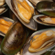 Green lipped mussel